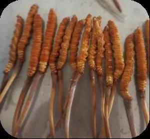 09498ce95ceedca1534cb16936b65c5e_20210122143021_50663